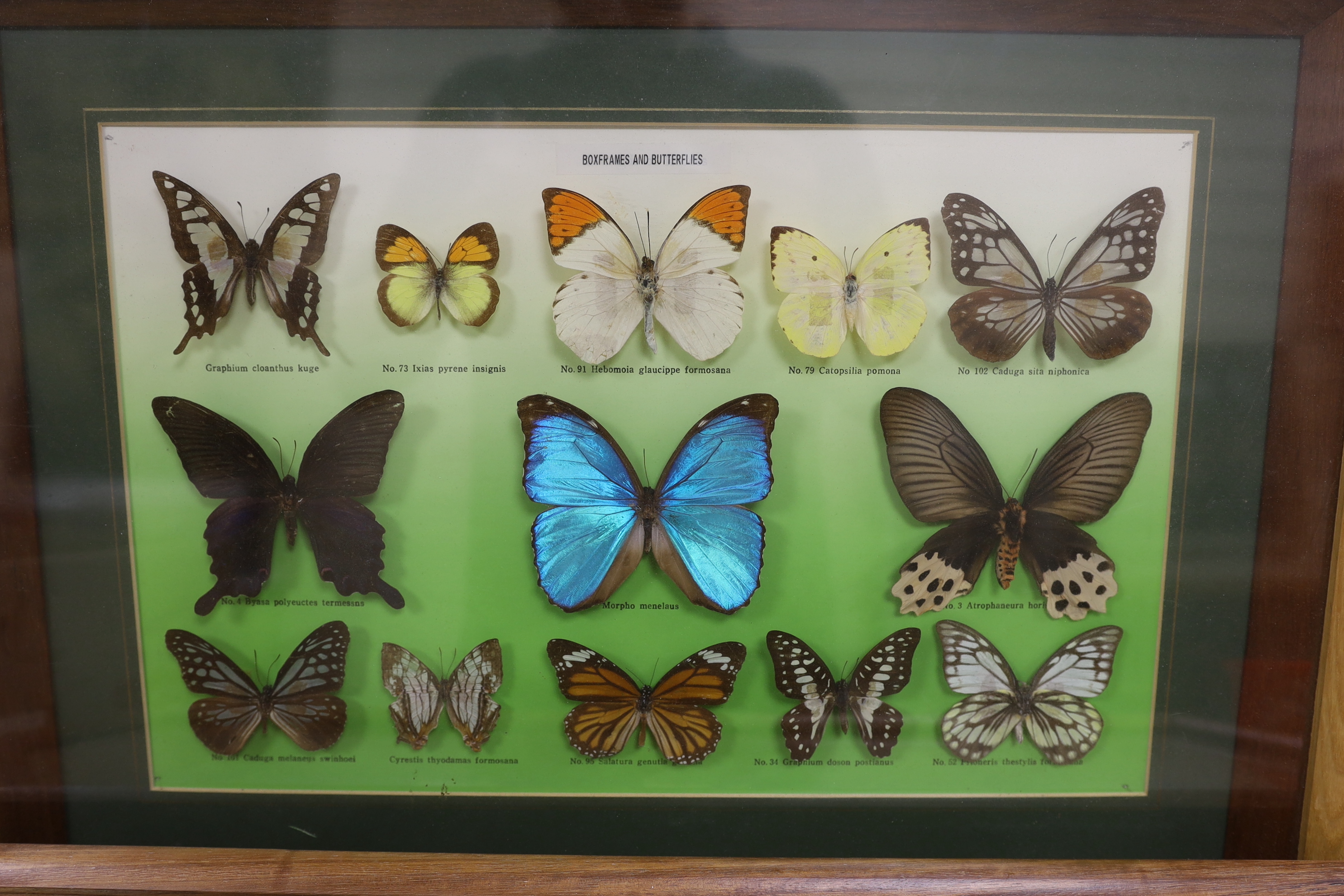 A collection of exotic butterfly and moth specimens in nine display cases and three related books